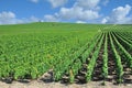 Vineyard Landscape,Champagne region near Epernay,France Royalty Free Stock Photo