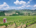 Vineyard Landscape,Chianti region,Tuscany,Italy Royalty Free Stock Photo