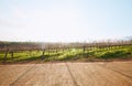 Vineyard landscape, farm and road in nature with sky background, mockup space and sunshine. Street, outdoor and summer