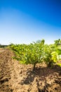 Vineyard landscape Royalty Free Stock Photo