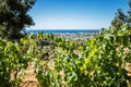 Vineyard landscape Royalty Free Stock Photo