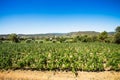 Vineyard landscape Royalty Free Stock Photo