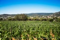 Vineyard landscape Royalty Free Stock Photo