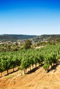 Vineyard landscape Royalty Free Stock Photo