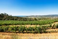 Vineyard landscape Royalty Free Stock Photo