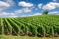 Vineyard landscape, France