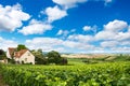 Vineyard landscape in France