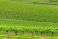 Vineyard landscape of green grape vines on the hill Royalty Free Stock Photo