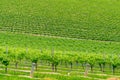 VIneyard landscape of green grape vines on the hill Royalty Free Stock Photo