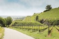 Vineyard landscape in Kaiserstuhl Bischoffingen Baden WÃÂ¼rttemberg Germany Royalty Free Stock Photo