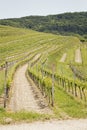 Vineyard landscape in Kaiserstuhl Bischoffingen Baden WÃÂ¼rttemberg Germany Royalty Free Stock Photo