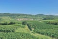 Vineyard Landscape,Kaiserstuhl,Black Forest,Germany Royalty Free Stock Photo