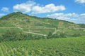 Vineyard,Kaiserstuhl wine region,Black Forest,Germany Royalty Free Stock Photo