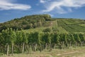 Vineyard Landscape,Kaiserstuhl wine region,Black Forest,Germany Royalty Free Stock Photo