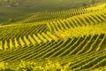 Vineyard landscape in langhe barolo area italy