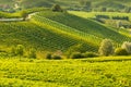 Vineyard landscape in langhe barolo area italy