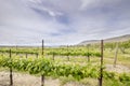 Vineyard Landscape in Maryhill Washington State Royalty Free Stock Photo