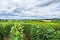 Vineyard landscape, Montagne de Reims, France