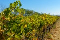 Vineyard landscape at Napa valley Royalty Free Stock Photo