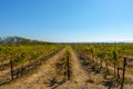 Vineyard landscape at Napa valley Royalty Free Stock Photo