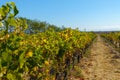 Vineyard landscape at Napa valley Royalty Free Stock Photo