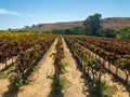 Vineyard landscape at Napa valley Royalty Free Stock Photo