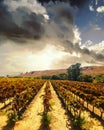 Vineyard landscape at Napa valley Royalty Free Stock Photo