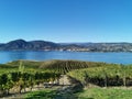 The vineyard landscape in Naramata, British Columbia, Canada in fall season. Naramata is near Penticton in the Okanagan Valley Royalty Free Stock Photo