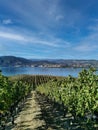 The vineyard landscape in Naramata, British Columbia, Canada in fall season. Naramata is near Penticton in the Okanagan Valley Royalty Free Stock Photo