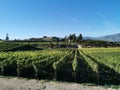 The vineyard landscape in Naramata, British Columbia, Canada in fall season. Naramata is near Penticton in the Okanagan Valley Royalty Free Stock Photo