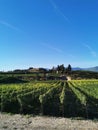 The vineyard landscape in Naramata, British Columbia, Canada in fall season. Naramata is near Penticton in the Okanagan Valley Royalty Free Stock Photo