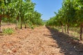 Vineyard, landscape and nature in agriculture, summer or trees for farming, wine industry and countryside. Outdoor Royalty Free Stock Photo