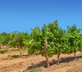 Vineyard, landscape and nature in farming, summer or trees for growth, wine industry and countryside. Outdoor, fruits Royalty Free Stock Photo