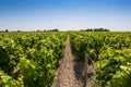 Vineyard landscape near Bordeaux, France Royalty Free Stock Photo