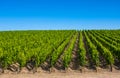 Vineyard landscape near Bordeaux, France Royalty Free Stock Photo