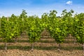 Vineyard landscape near Bordeaux, France Royalty Free Stock Photo