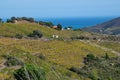 Vineyard landscape near Collioure, Pyrenees Orientales, Roussillon, Vermilion coast, France Royalty Free Stock Photo