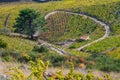 Vineyard landscape near Collioure, Pyrenees Orientales, Roussillon, Vermilion coast, France Royalty Free Stock Photo