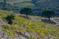 Vineyard landscape near Collioure, Pyrenees Orientales, Roussillon, Vermilion coast, France Royalty Free Stock Photo