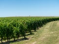 Vineyard landscape near Saint Emilion region Bordeaux France Royalty Free Stock Photo