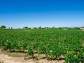 Vineyard landscape near Saint Emilion region Bordeaux France Royalty Free Stock Photo