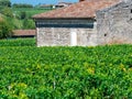 Vineyard landscape near Saint Emilion region Bordeaux France Royalty Free Stock Photo