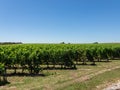 Vineyard landscape near Saint Emilion region Bordeaux France Royalty Free Stock Photo