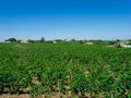 Vineyard landscape near Saint Emilion region Bordeaux France Royalty Free Stock Photo