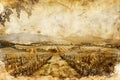 Vineyard landscape panorama. Vine plantation hills, rows of vineyards with wine stains