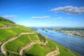 Vineyard landscape with rhine river, Ruedesheim, Hessen Germany Royalty Free Stock Photo