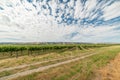 Vineyard landscape with rows of grape plants Royalty Free Stock Photo