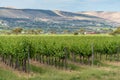 Vineyard landscape with rows of grape plants Royalty Free Stock Photo