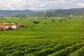 Vineyard Landscape in Soave