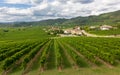 Vineyard Landscape in Soave